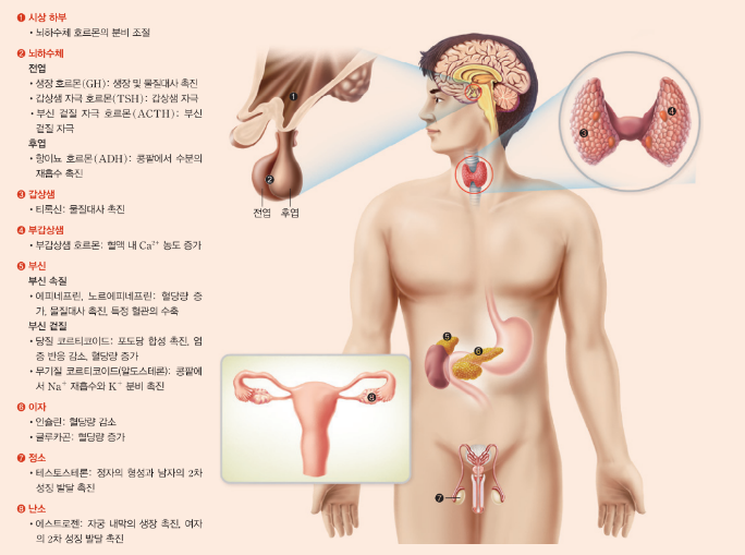  생명과학 1: 3-2단원 (우리 몸의 항상성 조절-내분비계와 호르몬,신경계와 내분비계의 항상성 조절 방법,항상성 조절의 원리,체온 조절,혈당량 조절,삼투압 조절)