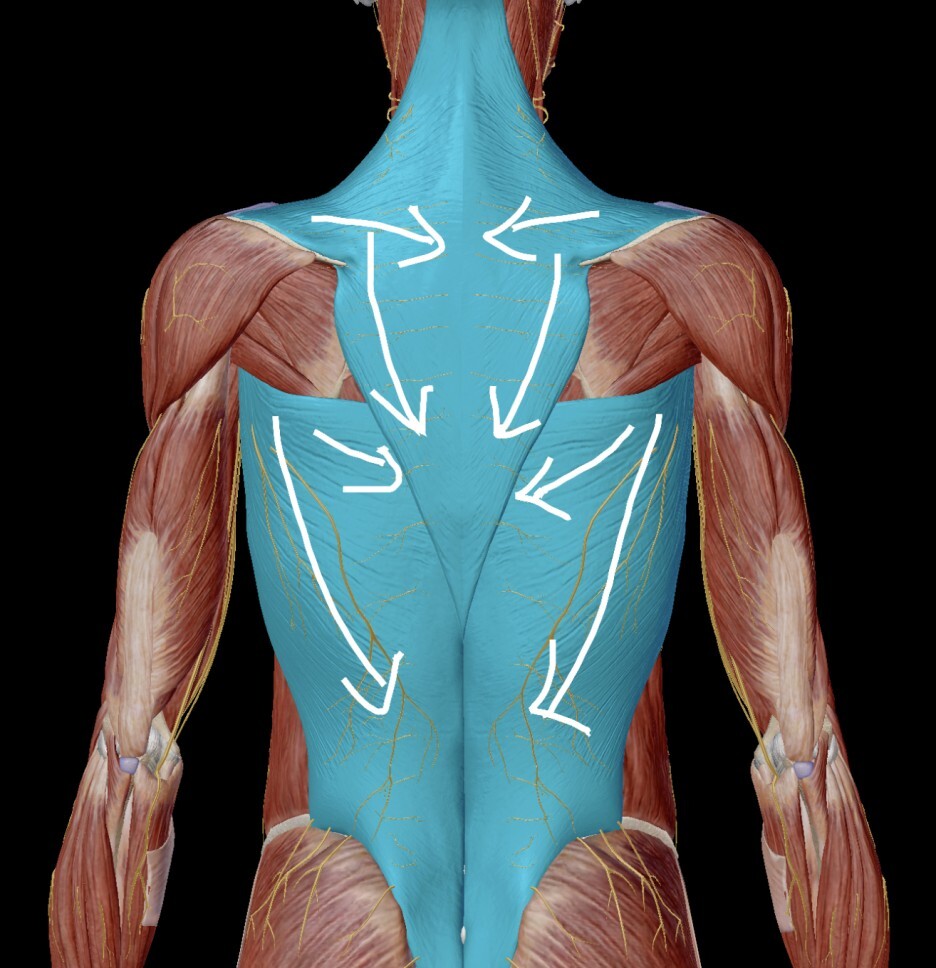 렛 풀 다운(Lat Pull Down) 운동 할 때 불편한 통증 그 이유는?