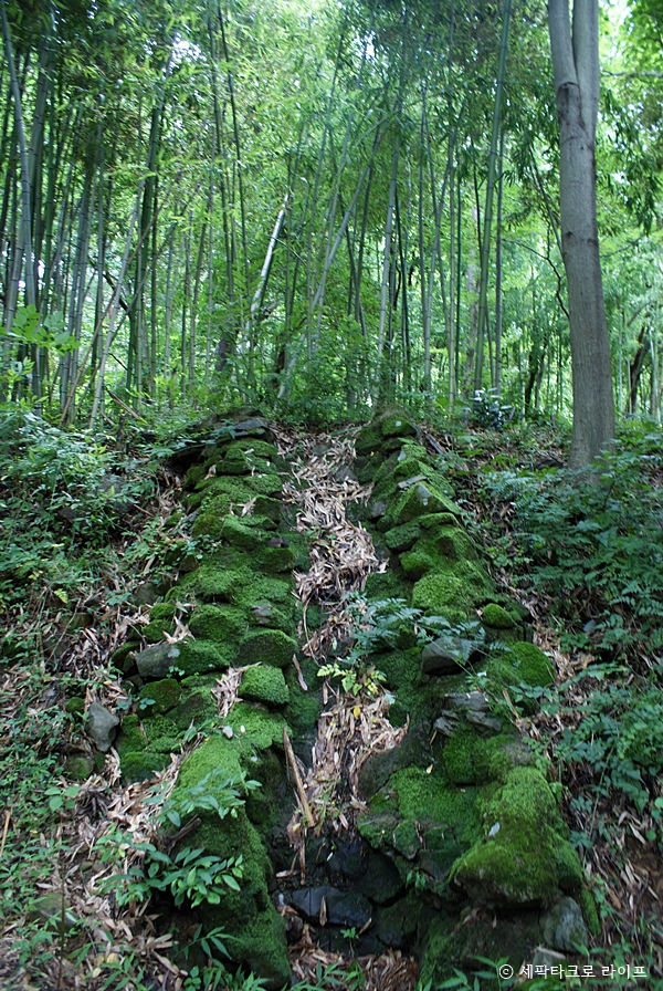 아홉산숲