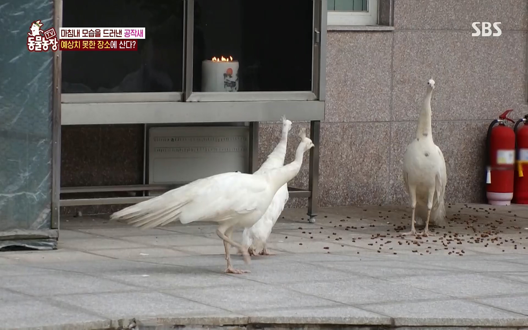 TV 동물농장.E1084.220828p.H264-F1RST.mp4_20220828_154049.993.jpg