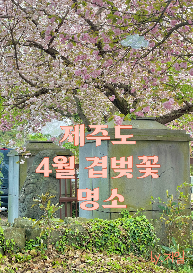  제주도 4월 여행 중 방문하기 좋은 겹벚꽃 명소 5곳