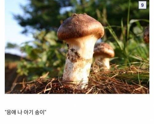  버섯 중에서 송이버섯이 유독 비싼 이유