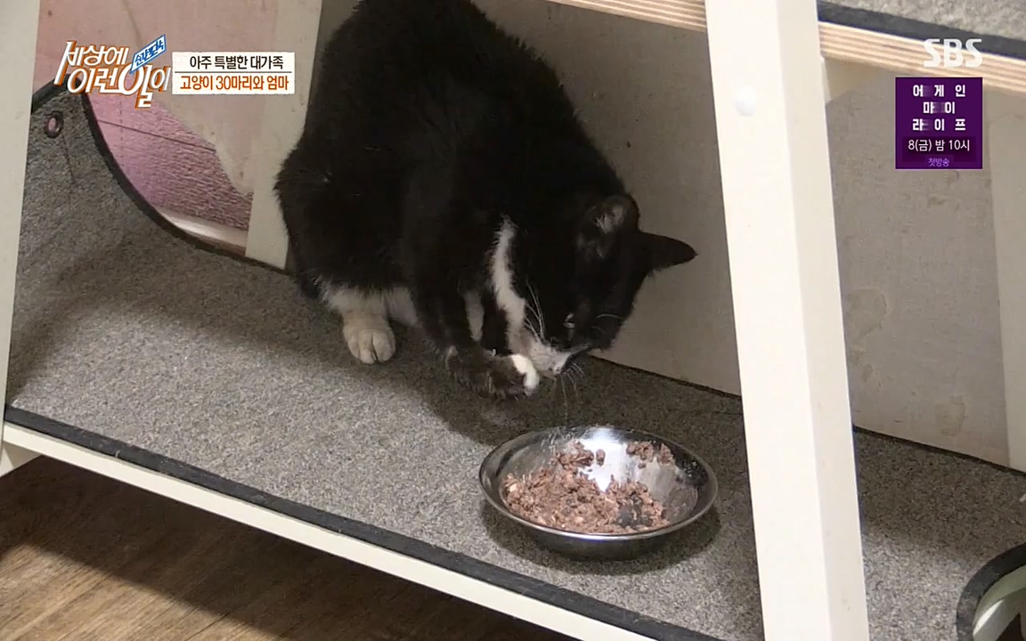 순간포착 세상에 이런일이.E1173.220330p-NEXT.mp4_20220330_174801.061.jpg