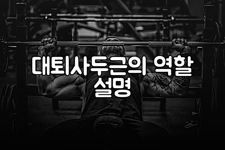 대퇴사두근의 역할 설명