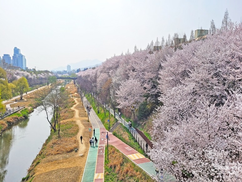 양재천 벚꽃길