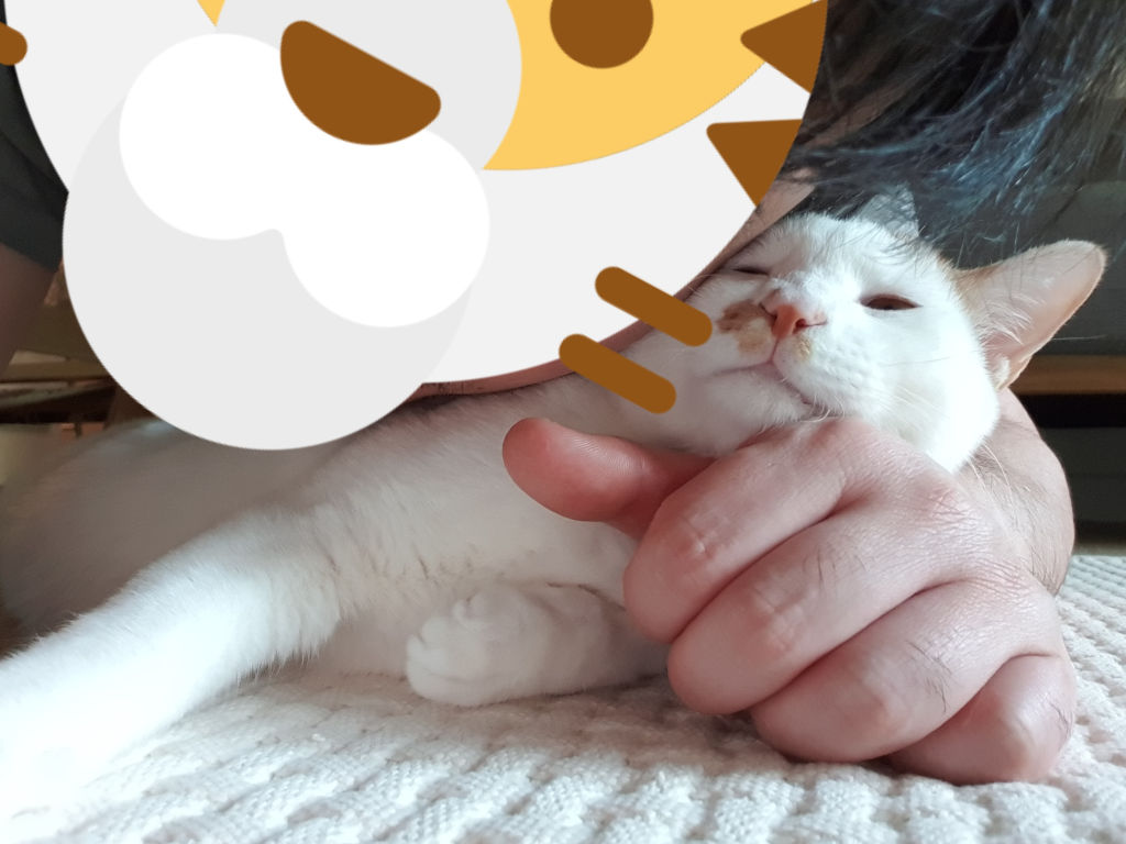 고양이가 얼굴을 물어요? 정말요?