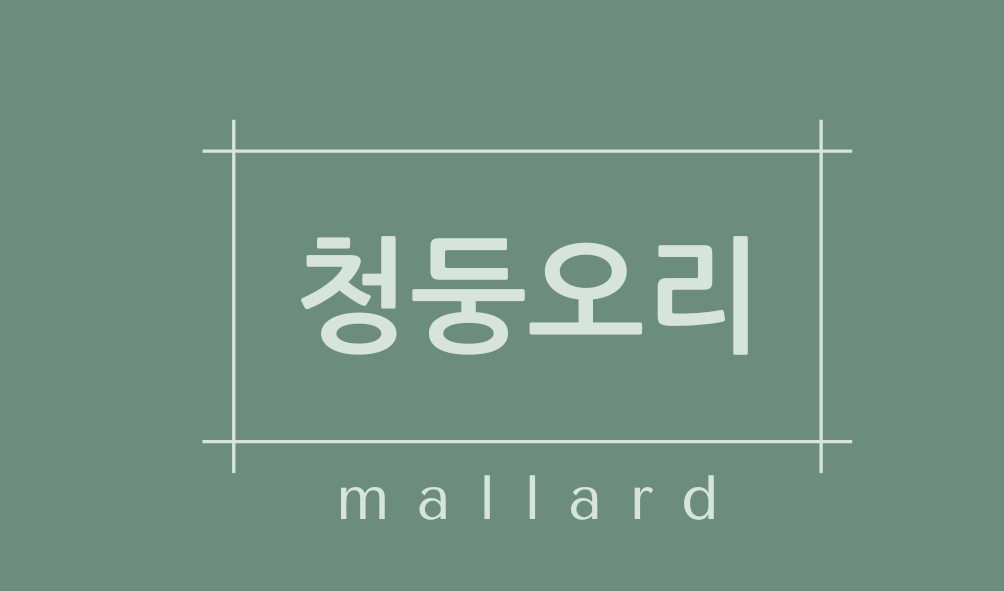 청둥오리(mallard)