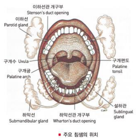  구강 인두암의 위험요인