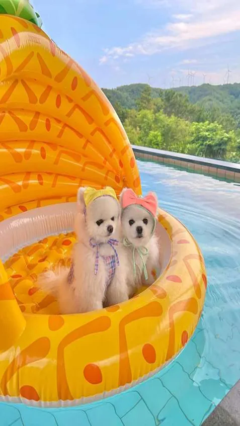 하늘아래첫동네 애견펜션