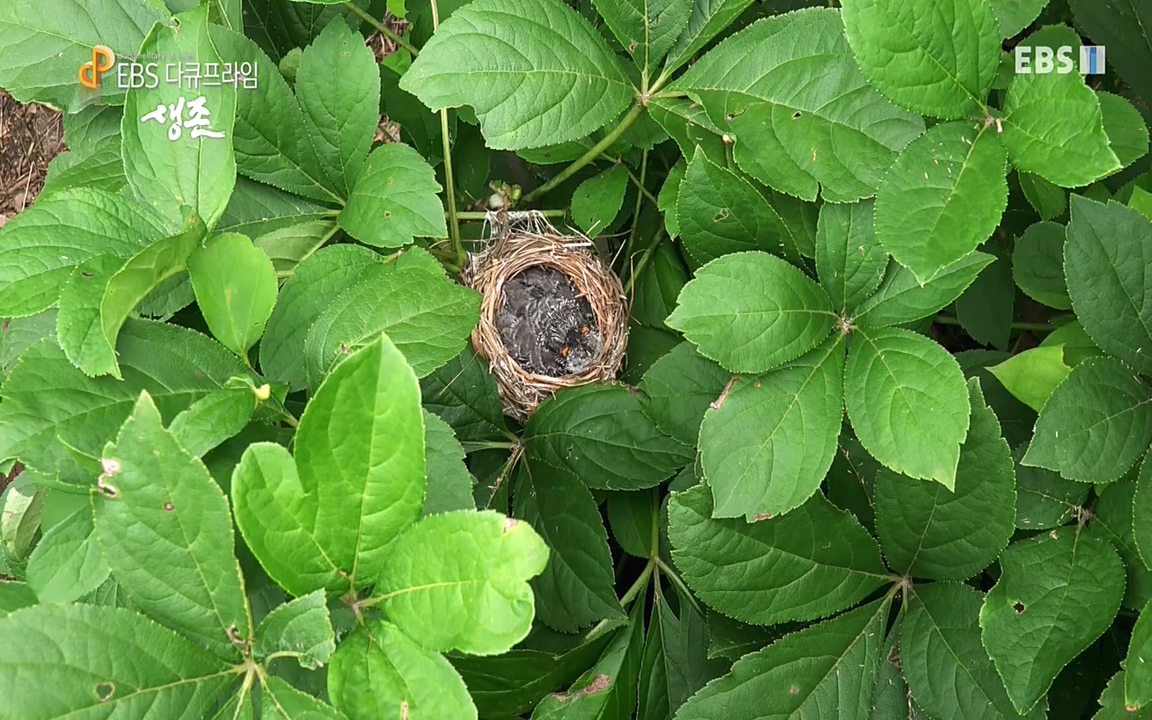 생존 3부_ EBS 다큐프라임_ 220629.avi_20220701_204929.597.jpg