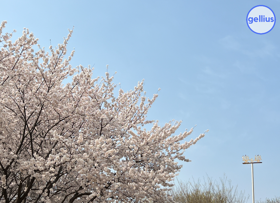 서울숲 살펴 볼 장소 세 번째&#44; 벚꽃과 하늘