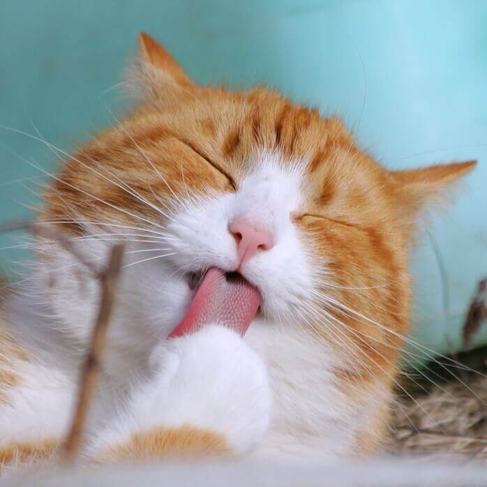 고양이가 눈을 감고 혀로 앞발을 핥고 있는 모습