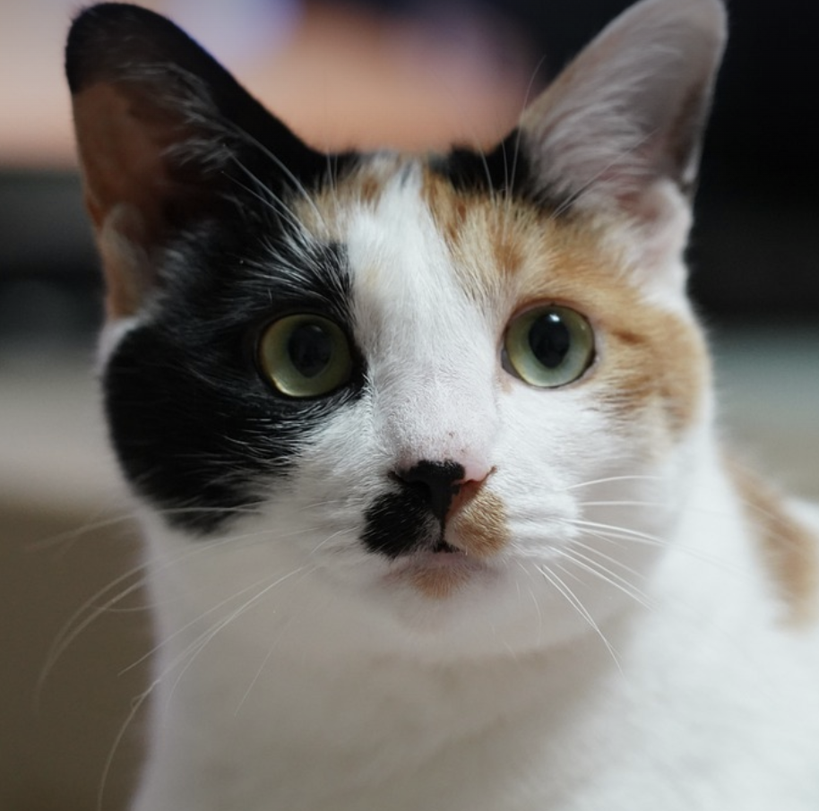 고양이
