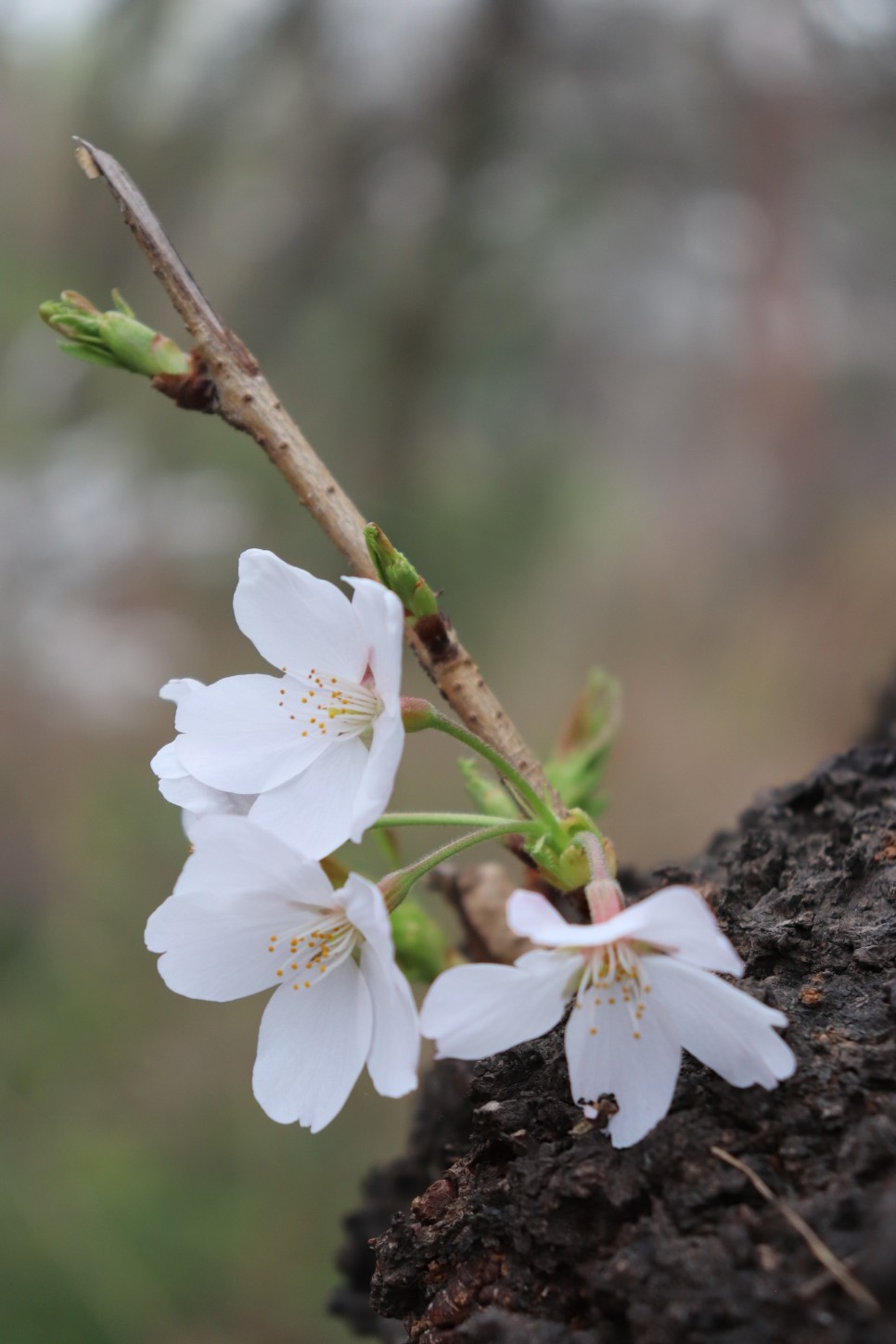 홍릉시험림(홍릉수목원) #페이지 토.일요일서울가볼만한곳 52