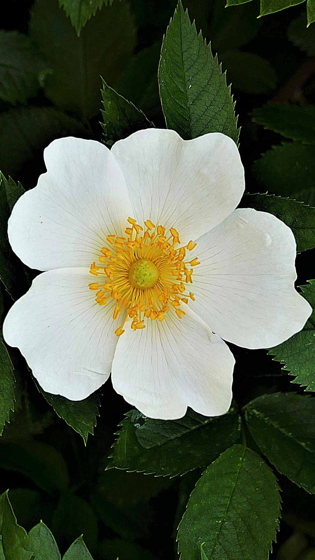 Anemone Flower iPhone Wallpaper