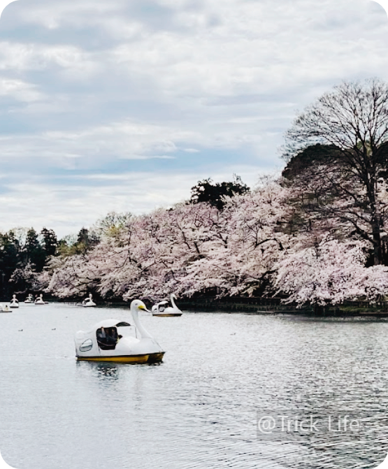 이노가시라-공원-벚꽃