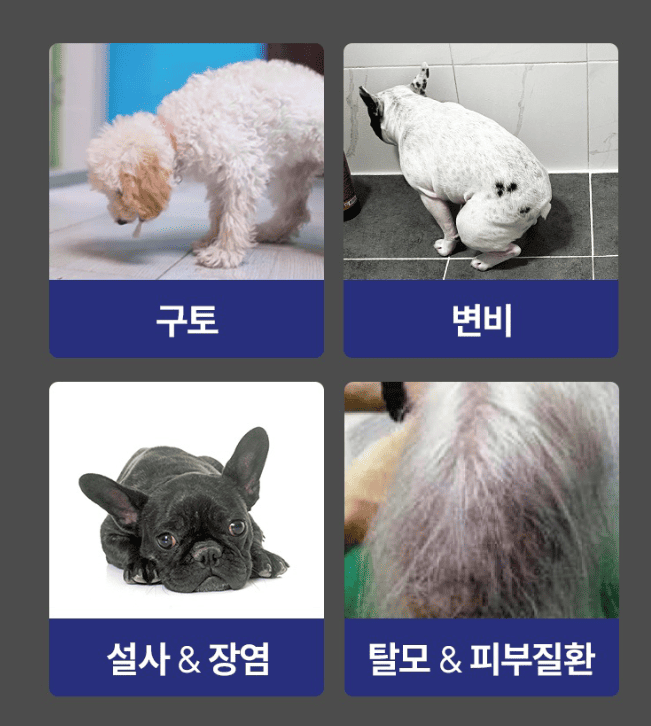 강아지 설사