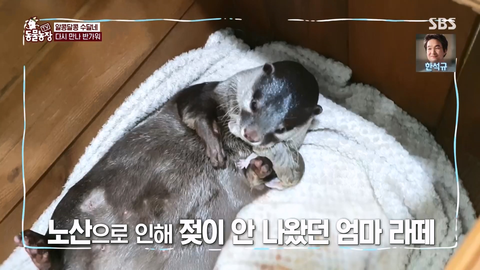 TV 동물농장.E1118.230423p.H264-F1RST.mp4_20230423_181117.578.jpg
