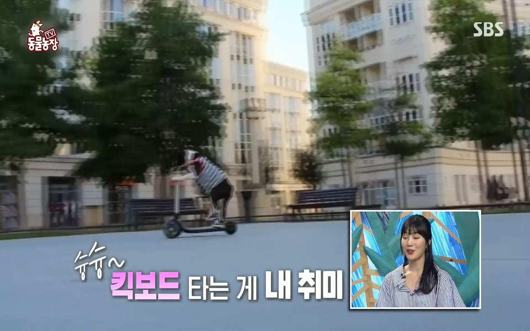 TV 동물농장.E1072.220605p.H264-F1RST.mp4_20220605_181417.792.jpg