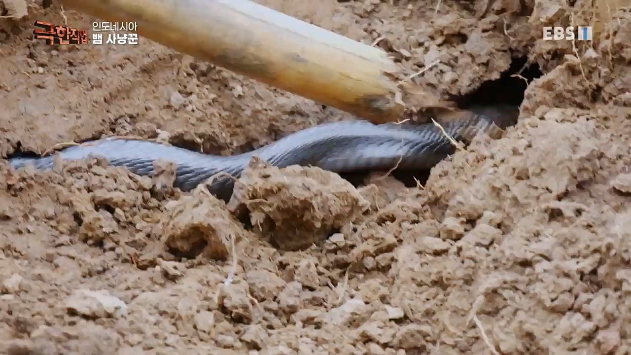 TV - 교육의 중심 EBS인도네시아 뱀사냥꾼.mp4_20221211_181505.182.jpg
