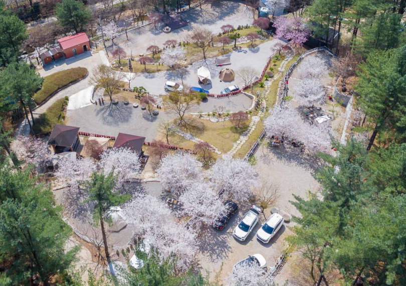 벚꽃이 피어있는 캠핑장 전경