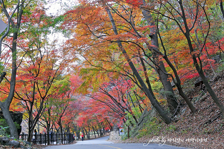 11/5 장산 단풍 절정의 정읍 내장사 22