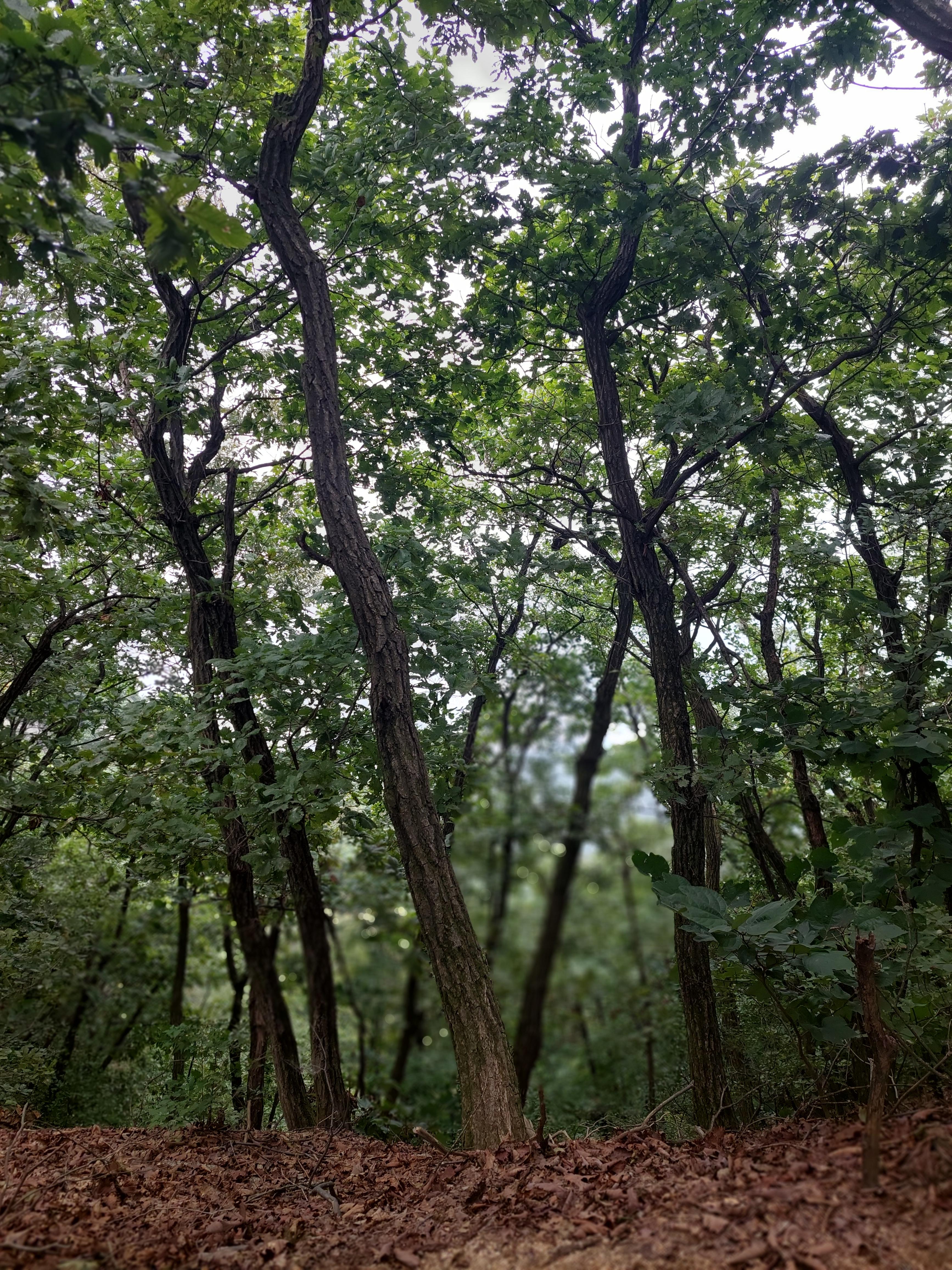 사패산