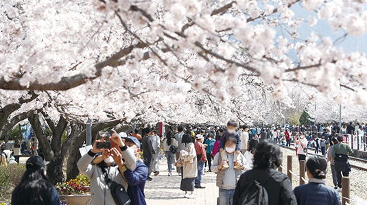한국 4월 벚꽃놀이