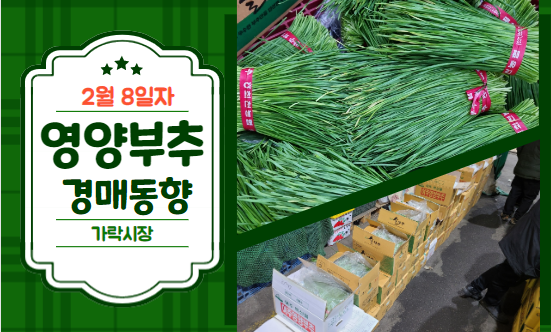  [경매사 일일보고] 2월 8일자 가락시장 영양부추 경매동향을 살펴보겠습니다!