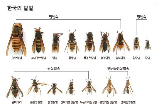 벌의 종류와 공격 대처법, 벌에 쏘였을 때 응급처치 요령