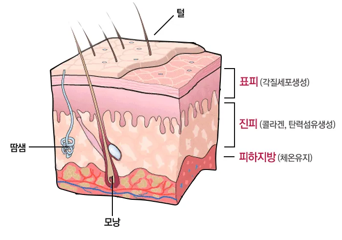 피부 구조와 기능 표피 진피 피하조직 위치 역할_4