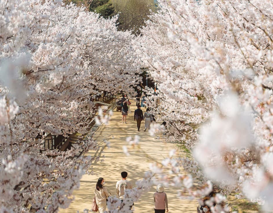 서울 벚꽃 명소인 서울숲 모습