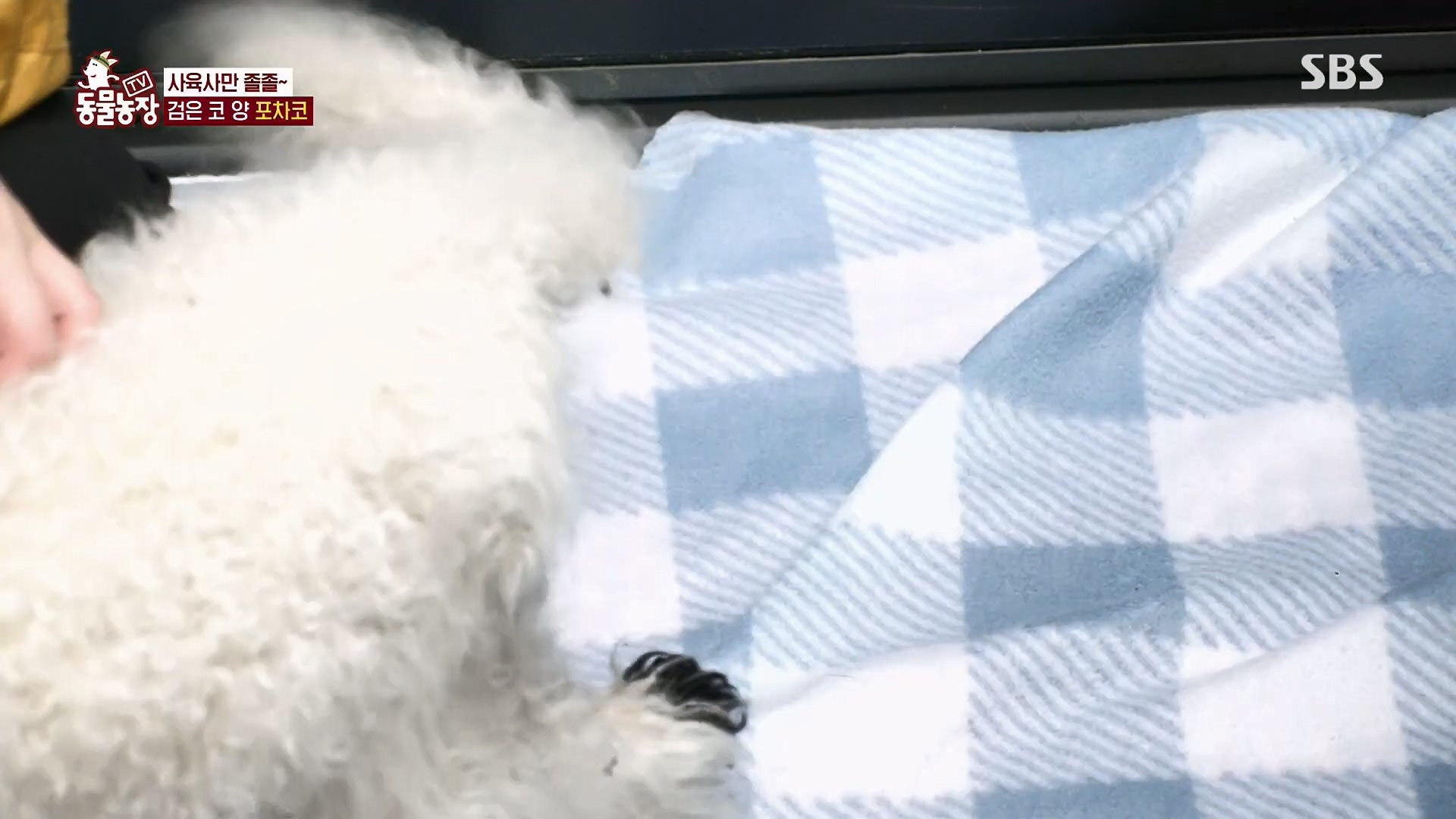 TV 동물농장.E1119.230507p.H264-F1RST.mp4_20230507_135924.016.jpg