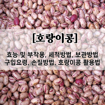 호랑이콩