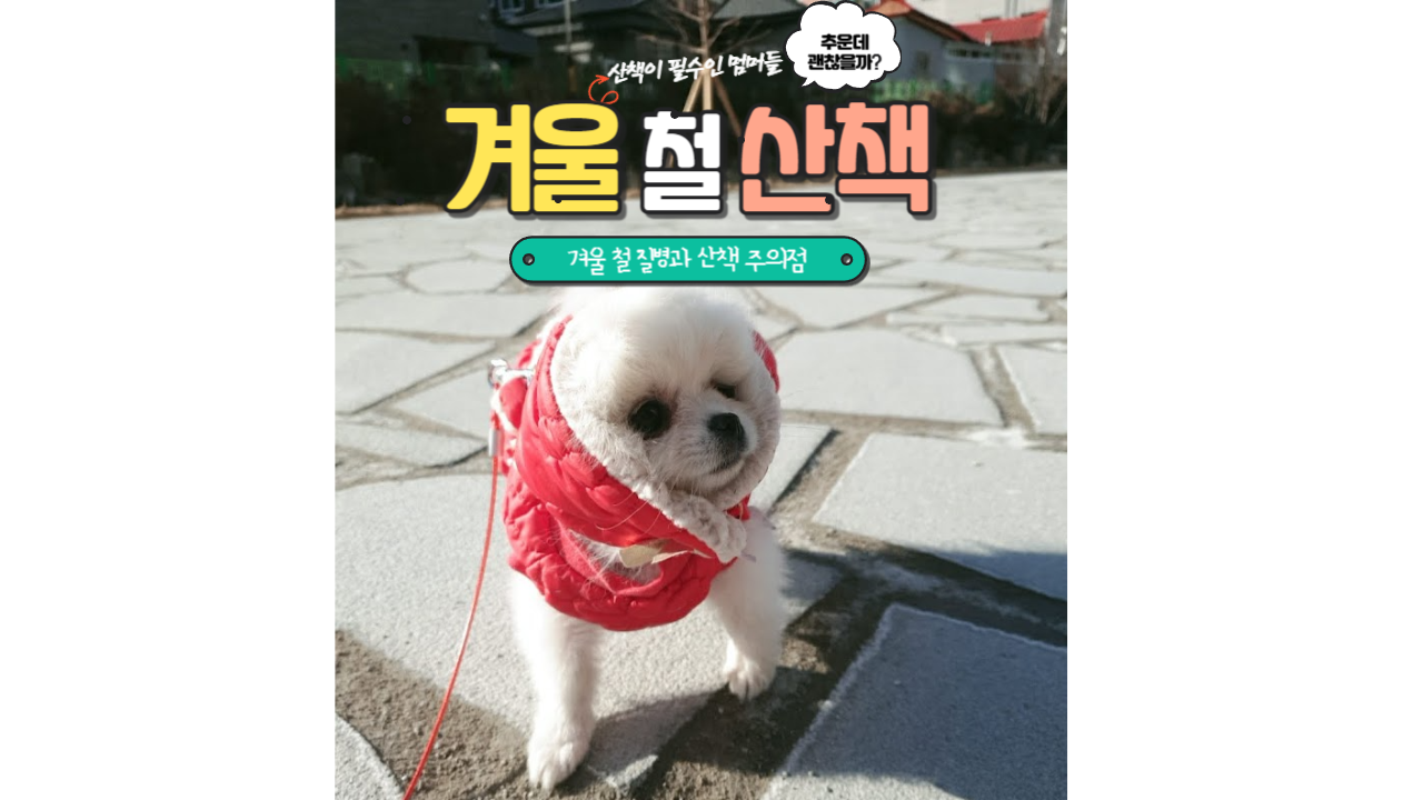  날씨도 추운데 산책 괜찮을까? : 겨울 철 걸리기 쉬운 질병과 산책 온도 정리