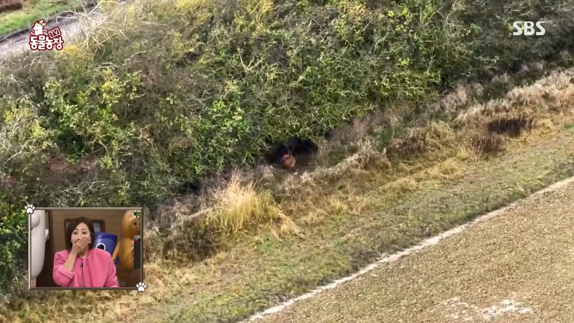 TV 동물농장.E1159.240218p.H264-F1RST.mp4_20240218_165957.616.jpg