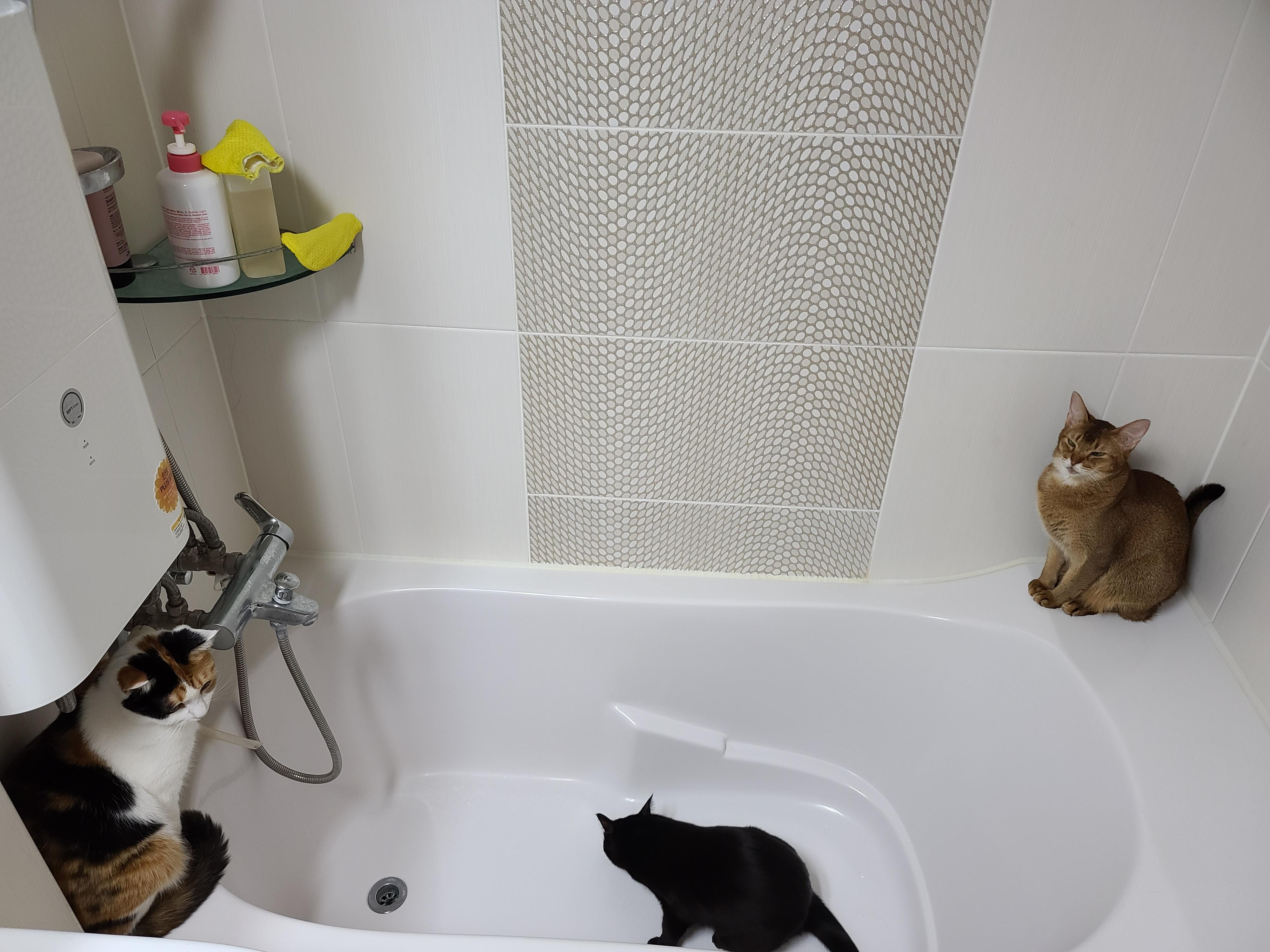 욕실점령한 고양이들