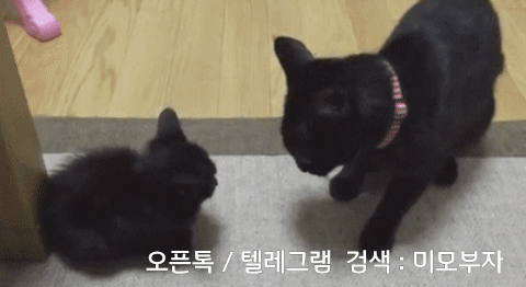 움짤