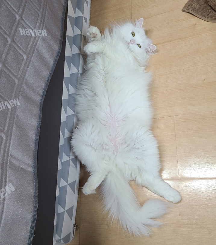  고양이에게 위험한 꽃, 식물 고양이에게 안전한 꽃 식물 알아보기