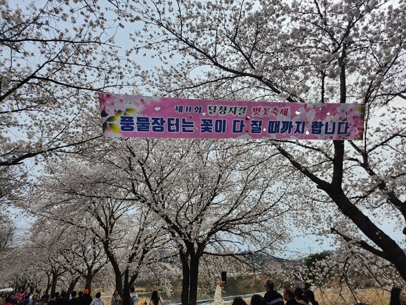 달창지-벚꽃축제-기간연장-안내사진