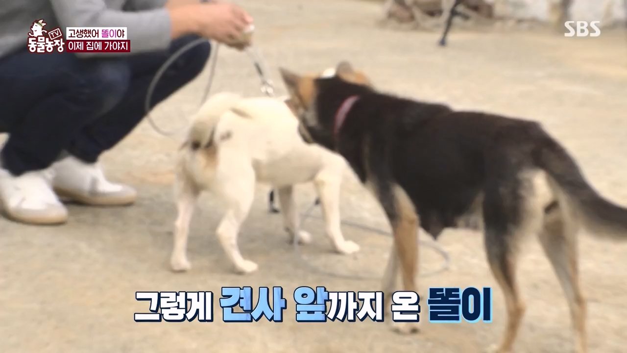 TV 동물농장.E1146.231120p-NEXT.mp4_20231119_175307.589.jpg