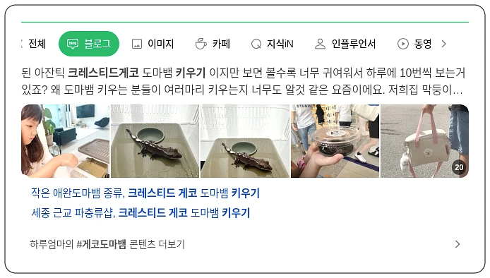 크레티드 게코 키우기_1_subsection