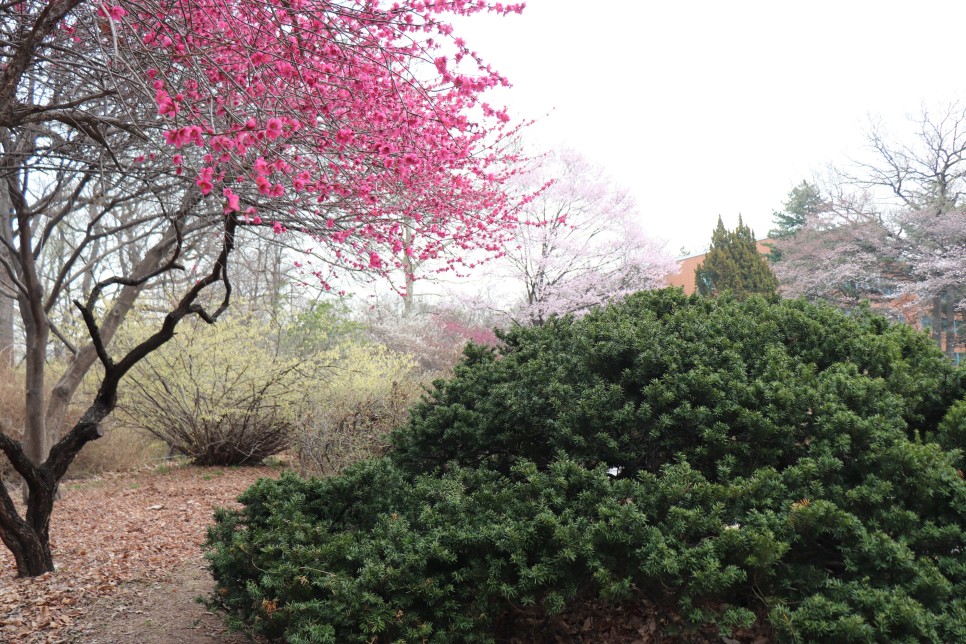 홍릉시험림(홍릉수목원) #페이지 토.일요일서울가볼만한곳 72