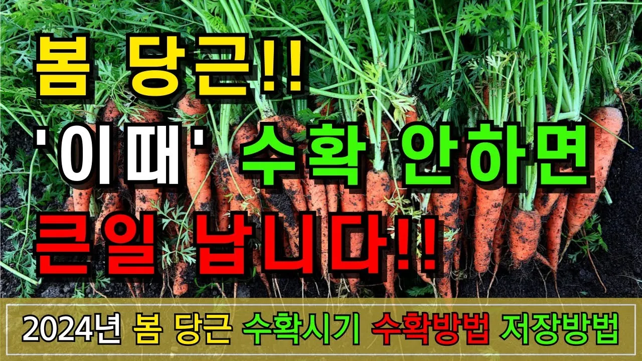 당근 수확시기 파종시기 효능 요리법_5