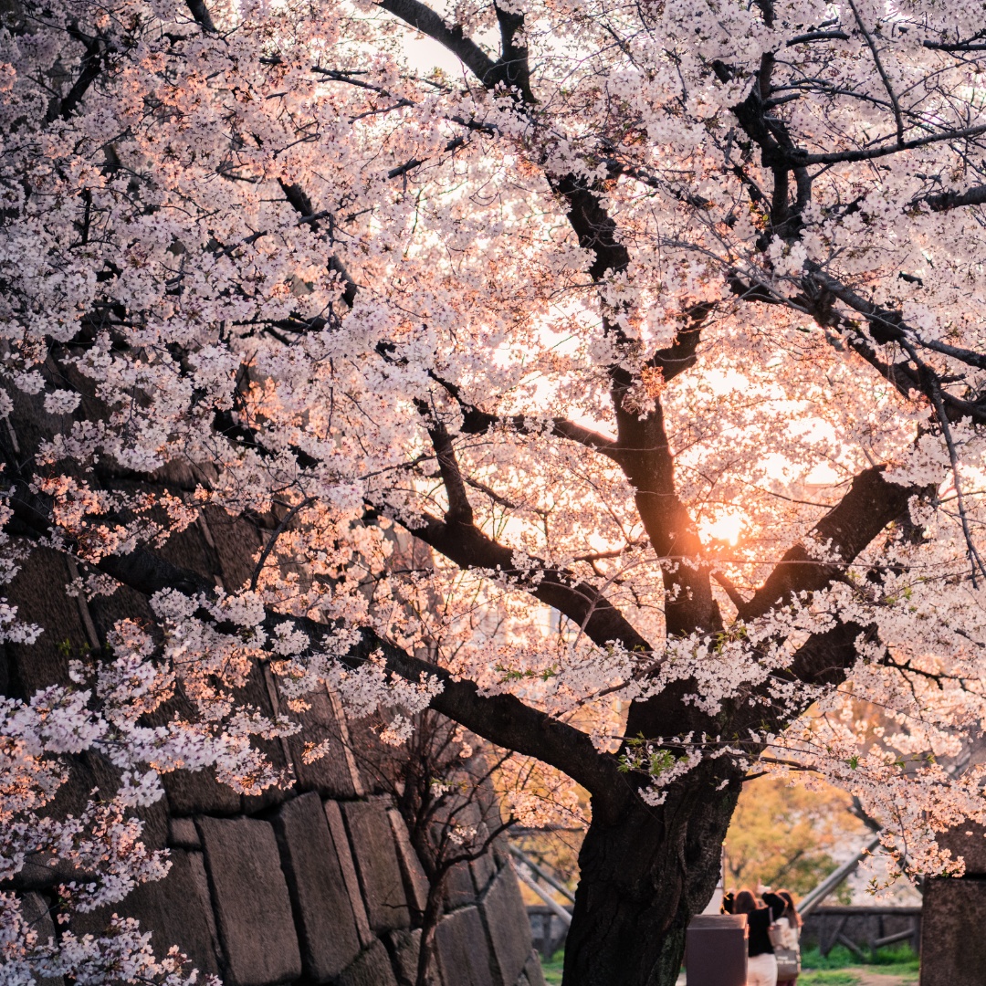 2024 전국 벚꽃축제 일정