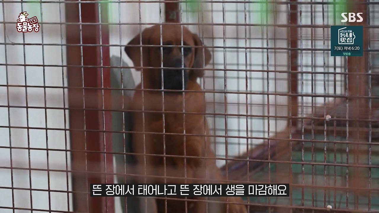 TV 동물농장.E1187.240902p-NEXT.mp4_20240901_155504.572.jpg