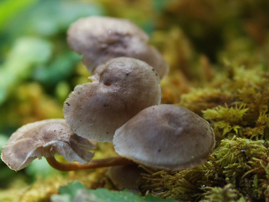 안나푸르나베이스캠프-푼힐트레킹-트레일에서-찍은-버섯사진