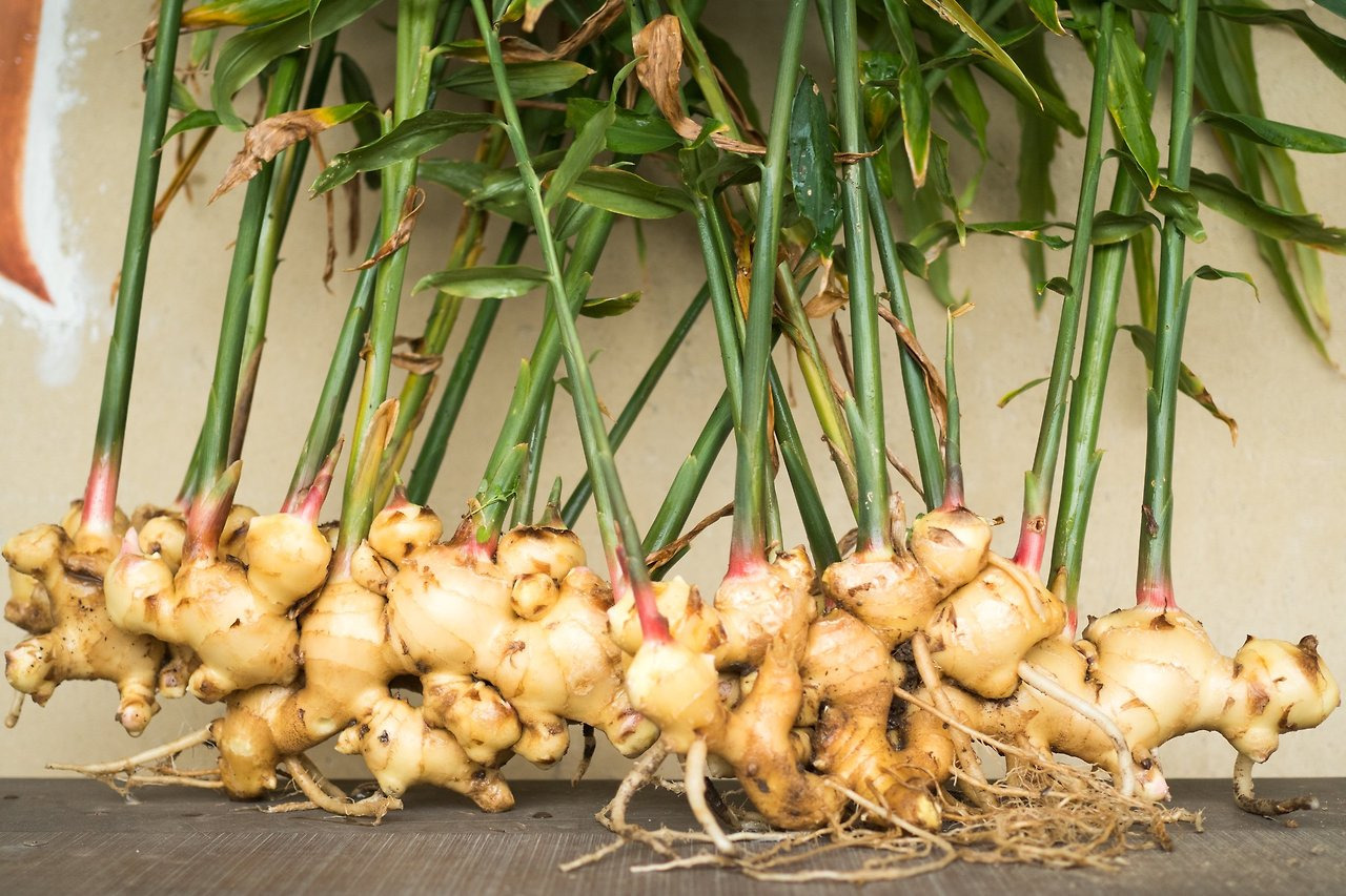 생강 심는 시기와 방법, 수확시기