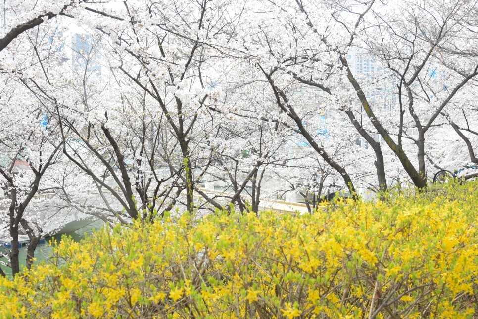 벚꽃