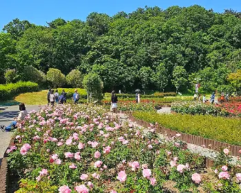 울산대공원 장미축제_22